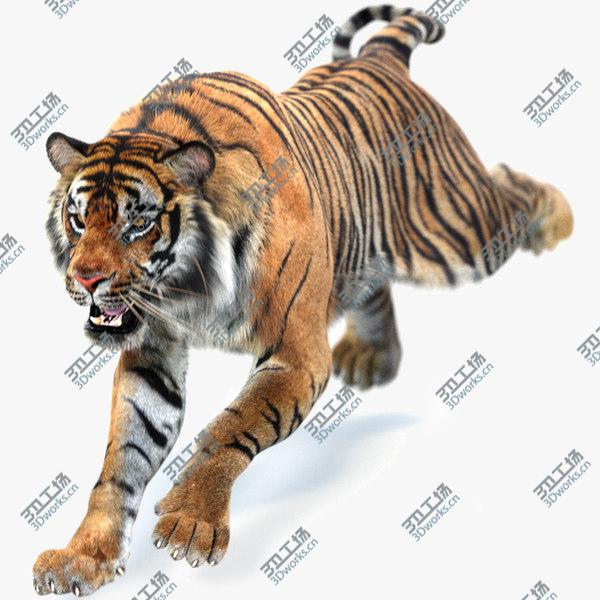 images/goods_img/20210312/3D Sumatran Tiger Animated (Fur)/1.jpg